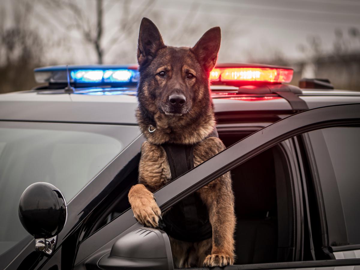 el pastor alemán perro policía
